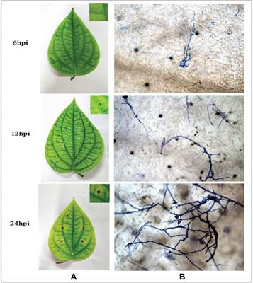 ‘Priming’ protects Piper nigrum L. from Phytophthora capsici through reinforcement of phenylpropanoid pathway and possible enhancement of Piperine biosynthesis